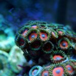 coral-2694453_1920 (3)